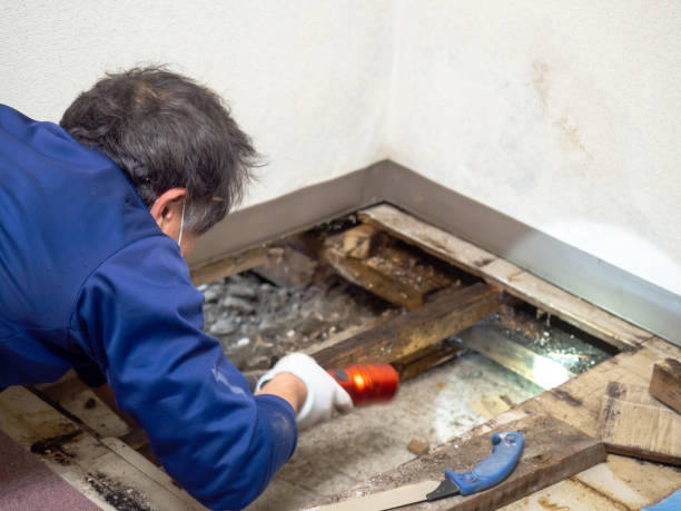 Best Affordable Mold Removal  in Antioch, CA