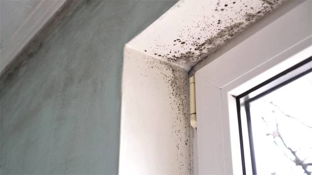 Best Same-Day Mold Removal  in Antioch, CA