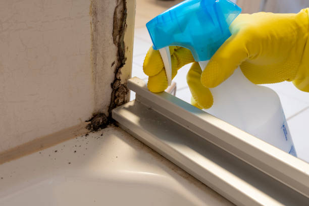 Best Fast Mold Removal  in Antioch, CA