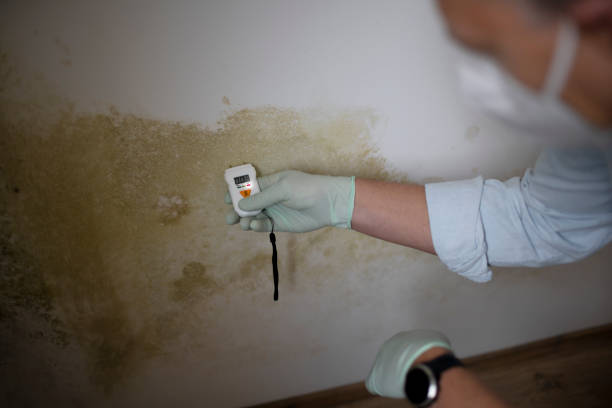 Professional Mold Removal in Antioch, CA