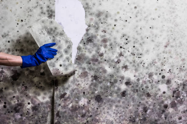 Best Toxic Mold Removal  in Antioch, CA