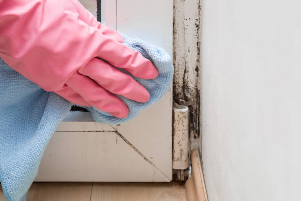 Best Mold Removal Specialists  in Antioch, CA