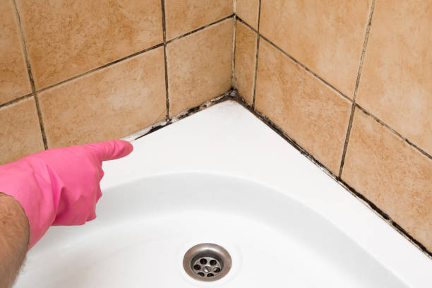 Best Affordable Mold Removal  in Antioch, CA